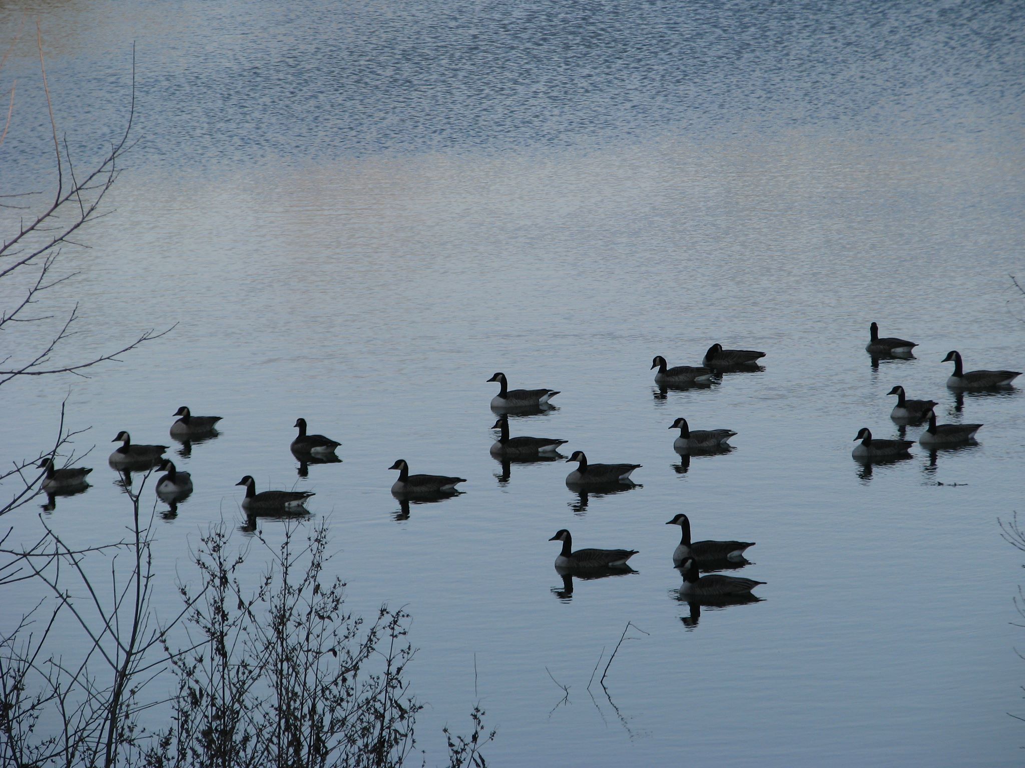 ducks