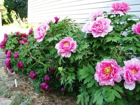 pink roses