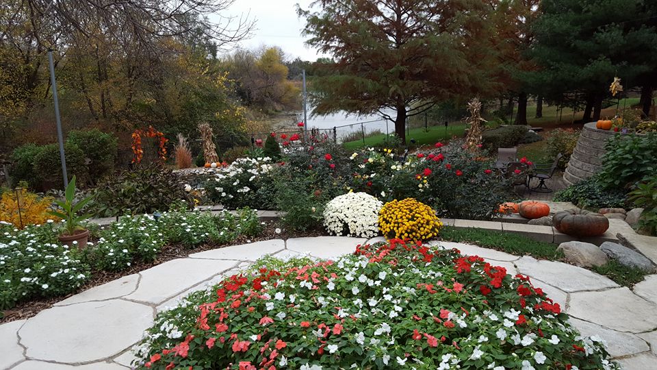 red and white flowers on a pathway